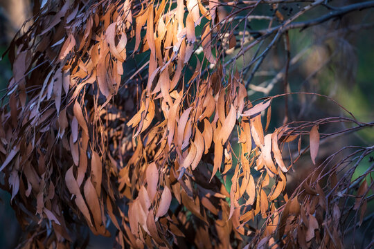 Brown Gum Tree Leaves Burnt By Bushfire In Regional Australia