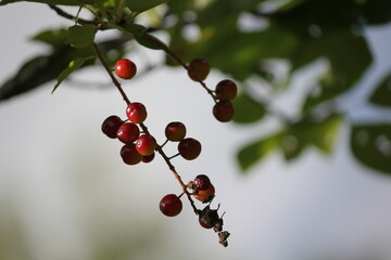 Berries