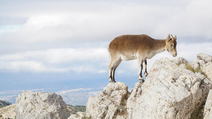 Mountain Goat on top of Cerro del Trevenque peak in the Sierra Nevada mountain range of Andalusia, Spain.