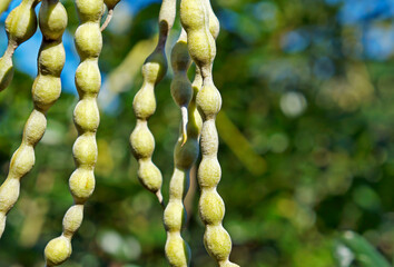 Yellow seed pods