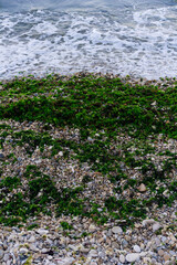 Riva con muschio e un'onda in arrivo