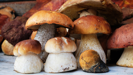 Autumn Cep Mushrooms. Basket with porcini mushrooms on the background of a tree outdoors. Close -up on wood rustic table. Cooking delicious organic mushroom.