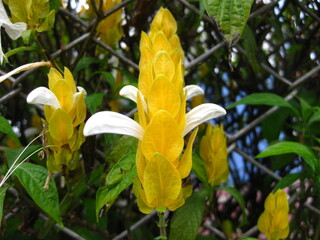 Flor amarilla y blanca