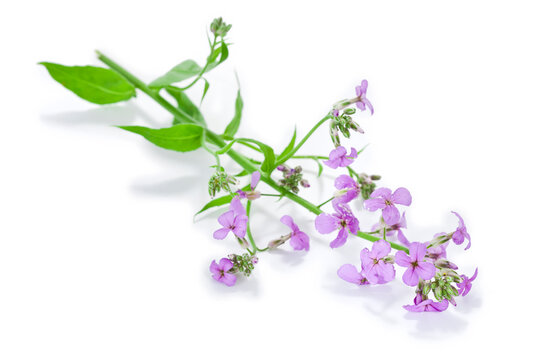 Hesperis matronalis flower isolated on a white background.