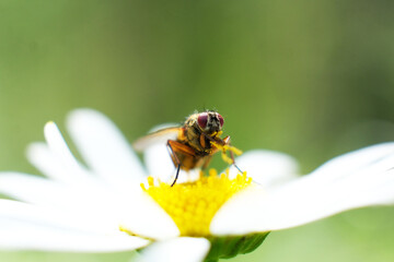 Macro photo of a fly on a camomile flower