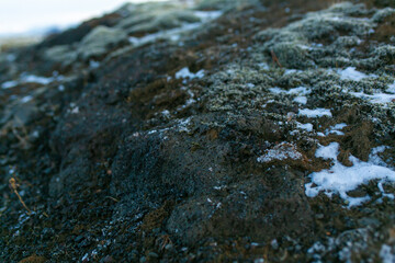 Winter landscape in Iceland. A field of solidified lava covered with moss is covered with snow.
