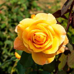 yellow rose on a green background