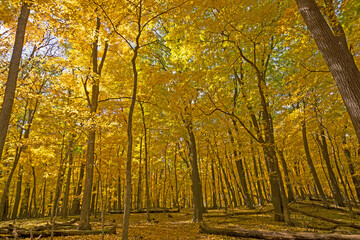Walking Into a Yellow Forest
