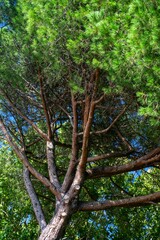 Obraz premium pine tree branches in the forest