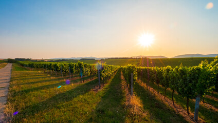 Fototapeta na wymiar Sonnenuntergang in den Weinbergen in Rheinland Pfalz im Sommer