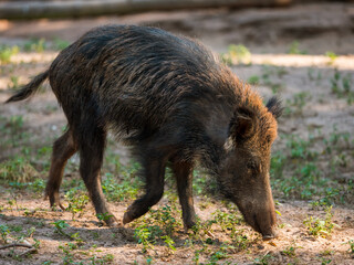 Wildschwein auf Nahrungssuche im Wald