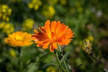 Calendula Flowers in the Summer Sunshine