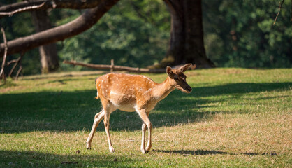 Junges Reh im Sommer im Wald