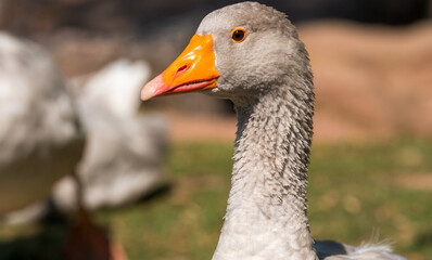 Graugans auf einer Wiese