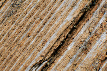 Brown wood texture. Abstract background, empty template