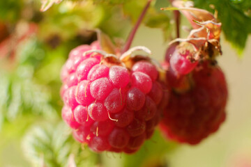 Branch of ripe raspberries in summer garden. Red sweet berries growing on raspberry bush in fruit garden. Farm product grown without fertilizer for background