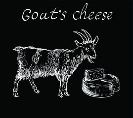 Goat cheese, food , vintage character outline, chalk vector illustration with lettering on black background. Concept for logo, menu, print, wine cards 