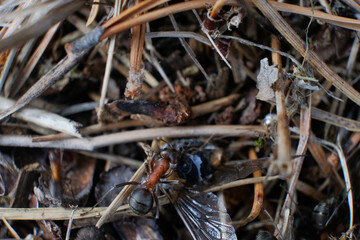 Ant Family. Ants. Macro photo. Mink in the ground. Ants are working. Production. Ants at the entrance to the termite mound. The texture of clay and small stones.