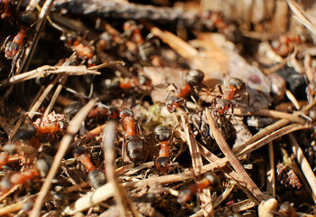 Ant Family. Ants. Macro photo. Mink in the ground. Ants are working. Production. Ants at the entrance to the termite mound. The texture of clay and small stones.