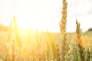 Green wheat rye landscape in sun day. Golden harvest background. Bread plant agriculture farm...