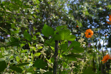 Beautiful garden in summer. Ipomoea leaves and buds and cosmos flowers on blurred background with trees.