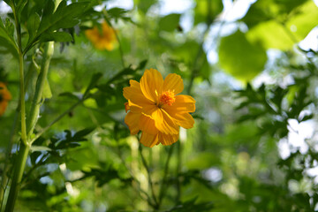 Beautiful yellow cosmos flower in fairytale garden. Cosmos sulphureus