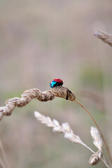 Chrysolina Coerulans