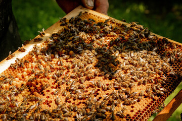 closeup of bees on honeycomb in apiary - selective focus, copy space