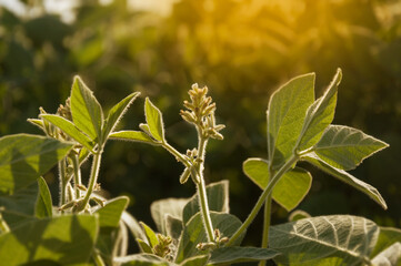 Tender young soybean pods on the stems of the plant. A field of young soybean shoots in the sun. Selective focus.