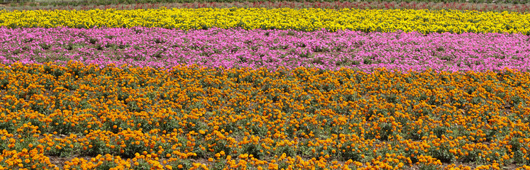 マリーゴールドとペチュニアの花畑