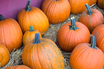 many pumpkins at the market for halloween or thanksgiving