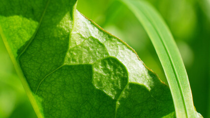 Green Leaf Texture background with light behind.