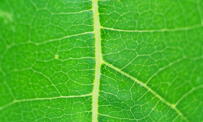 Green Leaf Texture background with light behind.