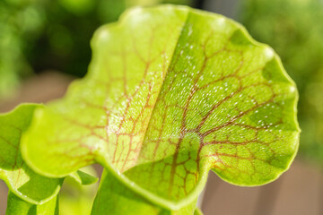 Fleischfressende Pflanzen 