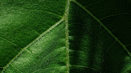 Green Leaf Texture background with light behind.