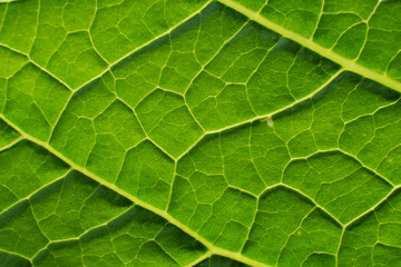 Green Leaf Texture background with light behind.