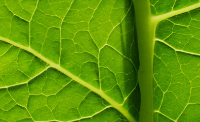 Green Leaf Texture background with light behind.