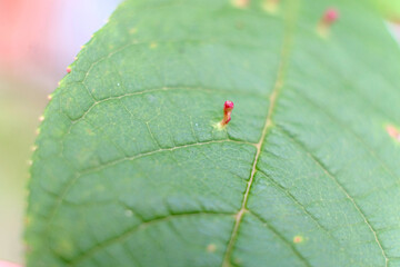 Green Leaf Texture background with light behind.