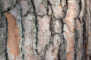 pine tree bark texture wood closeup 