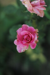 flor rosa 