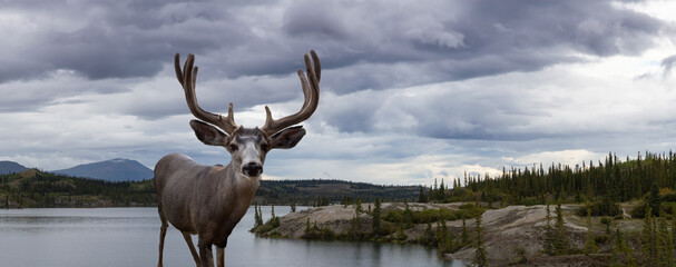 A male Deer in Canadian Nature during colorful Fall Season. Image composite with Background located in Yukon, Canada.