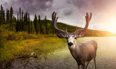 Naklejka na ściany i meble A male Deer in Canadian Nature during colorful Fall Season. Image composite with Background located in Yukon, Canada. Colorful Sunset