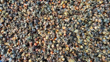 Lots of dried hazelnuts. Food organic background.