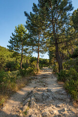 Rural Path in Guadarrama national park in madrid community spain. - 376306795