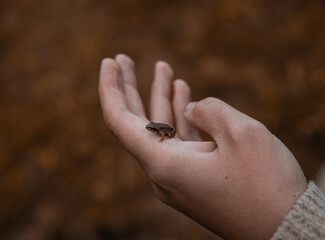 Little frog in hand