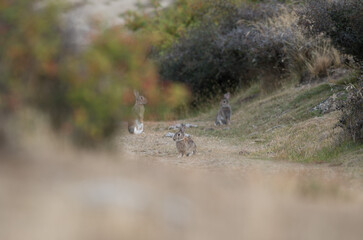 Group of wild rabbits New Zealand