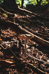 A mushroom was found in the ancient forest during the golden hour.