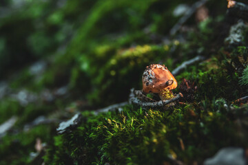 A little mushroom growing on the forest bed between the twigs on the ground.