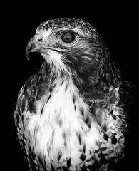 Closeup of hawk