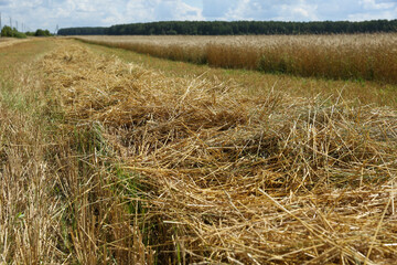 Fototapeta premium agricultural field at summer